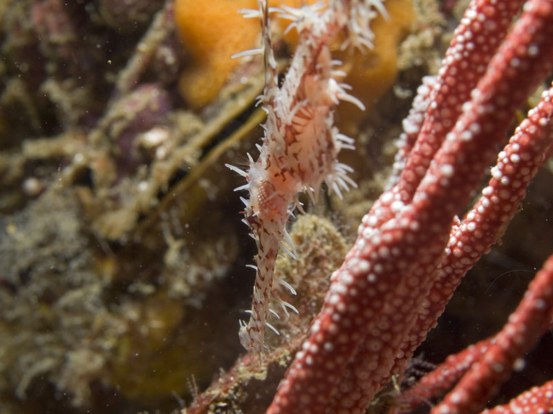 Ghost pipe fish, Ko Bida